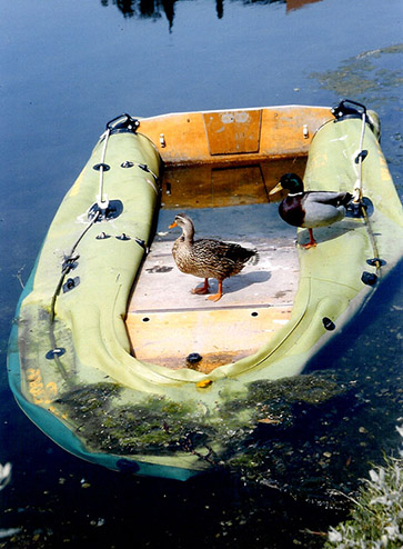 duck-family2-4321.jpg