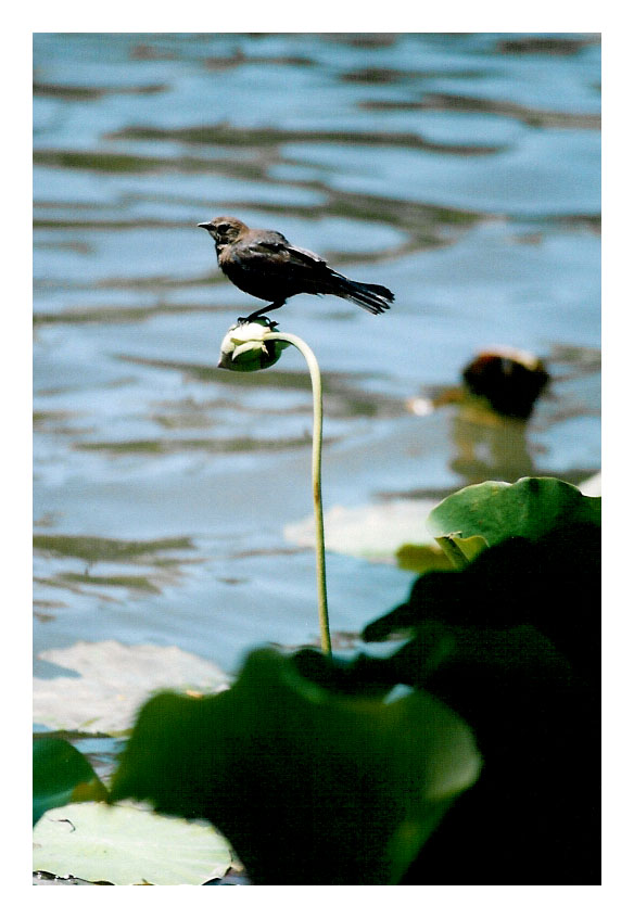 waterflower & bird 1.jpg
