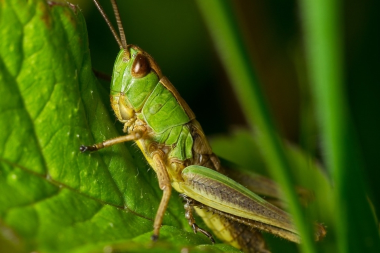 grasshopper-358181_960_720.jpg