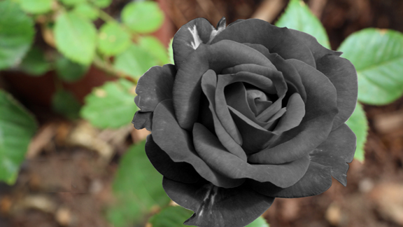 Black-Rose-Widescreen-ok.jpg