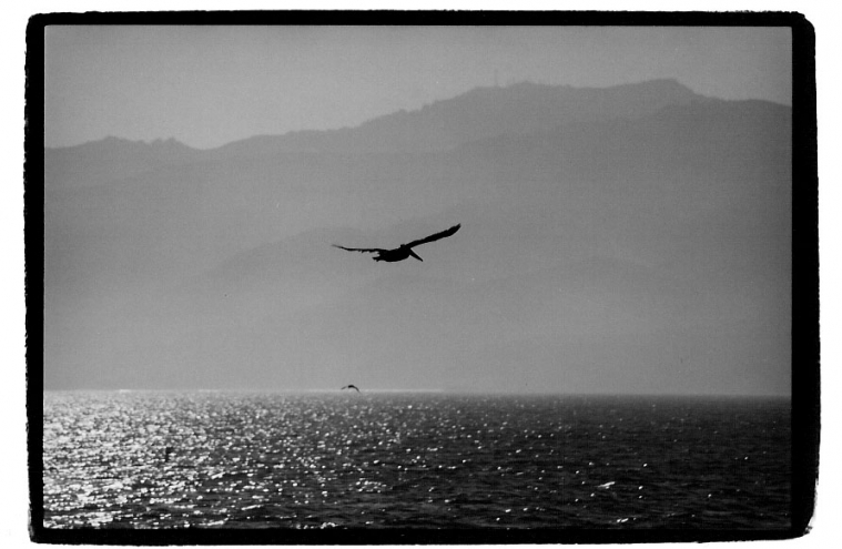 bird - sea.jpg