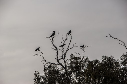 crows-1309850__340.jpg
