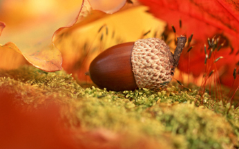 Autumn-acorn ok.jpg