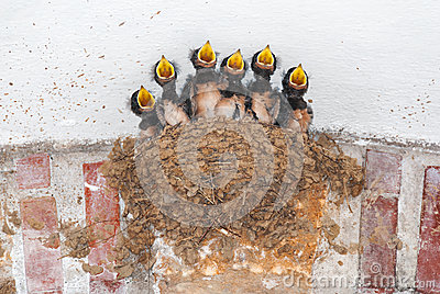 six-swallow-nestlings-their-nest-calling-food-barn-69403496.jpg