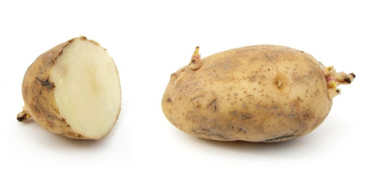 1280px-Russet_potato_cultivar_with_sprouts.jpg