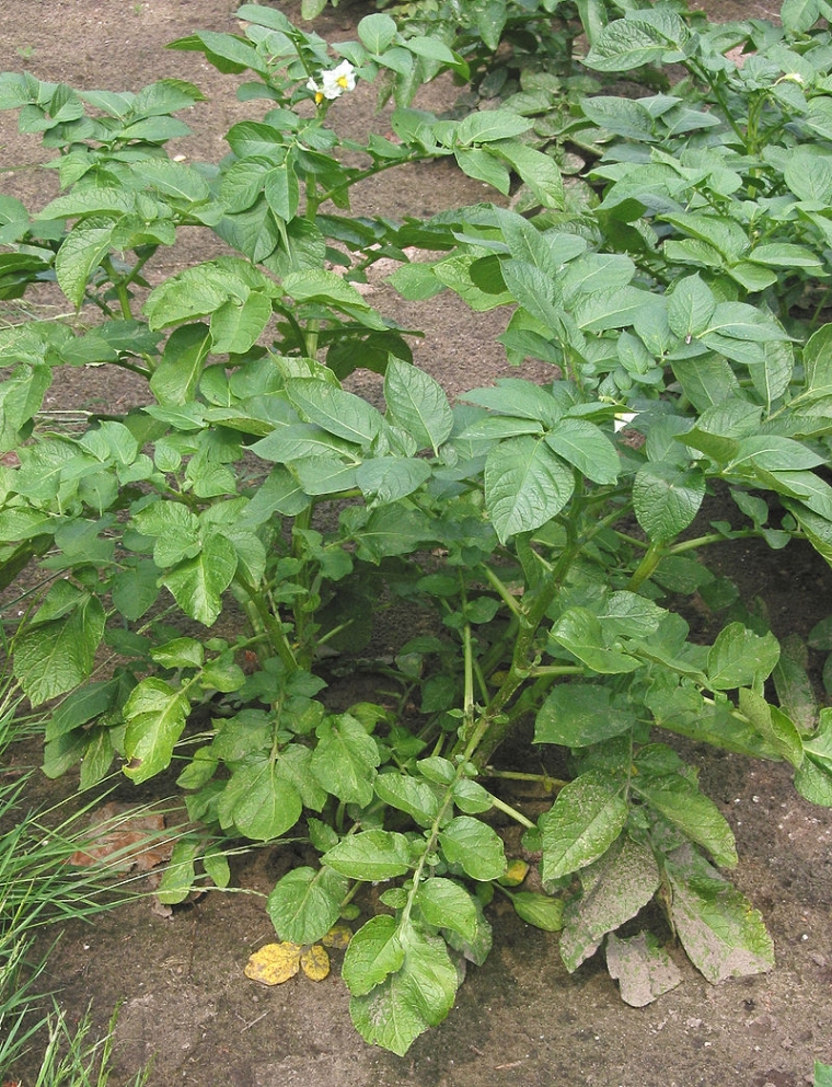 800px-Solanum_tuberosum_(Aardappelplant)_Nicola.jpg