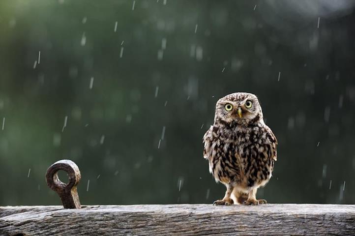 Owl-in-Rain-HQ-Wallpaper.jpg