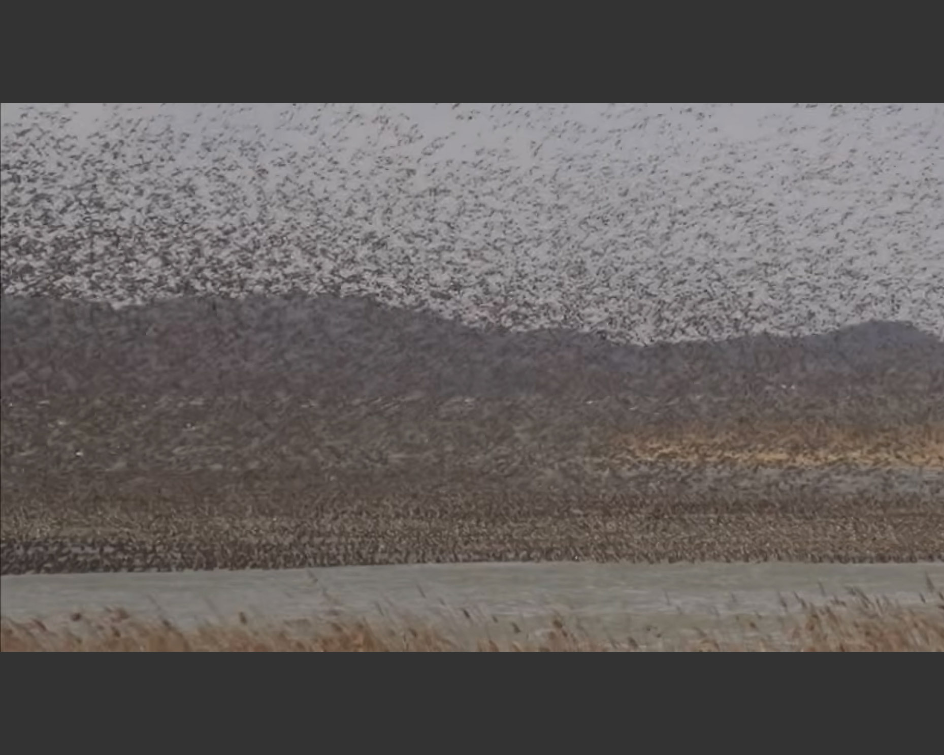 가창 오리떼.jpg